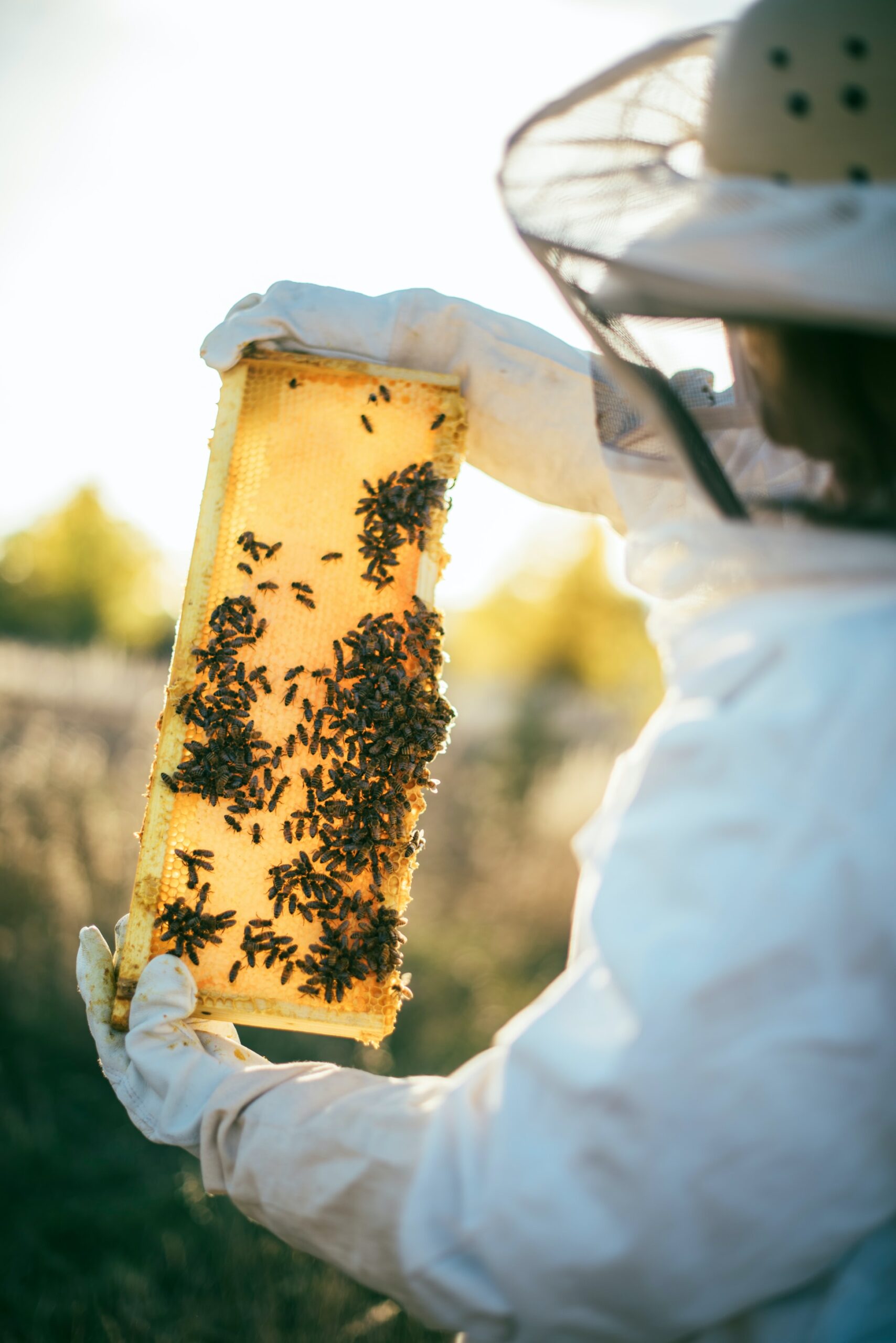 Bee and honeycomb